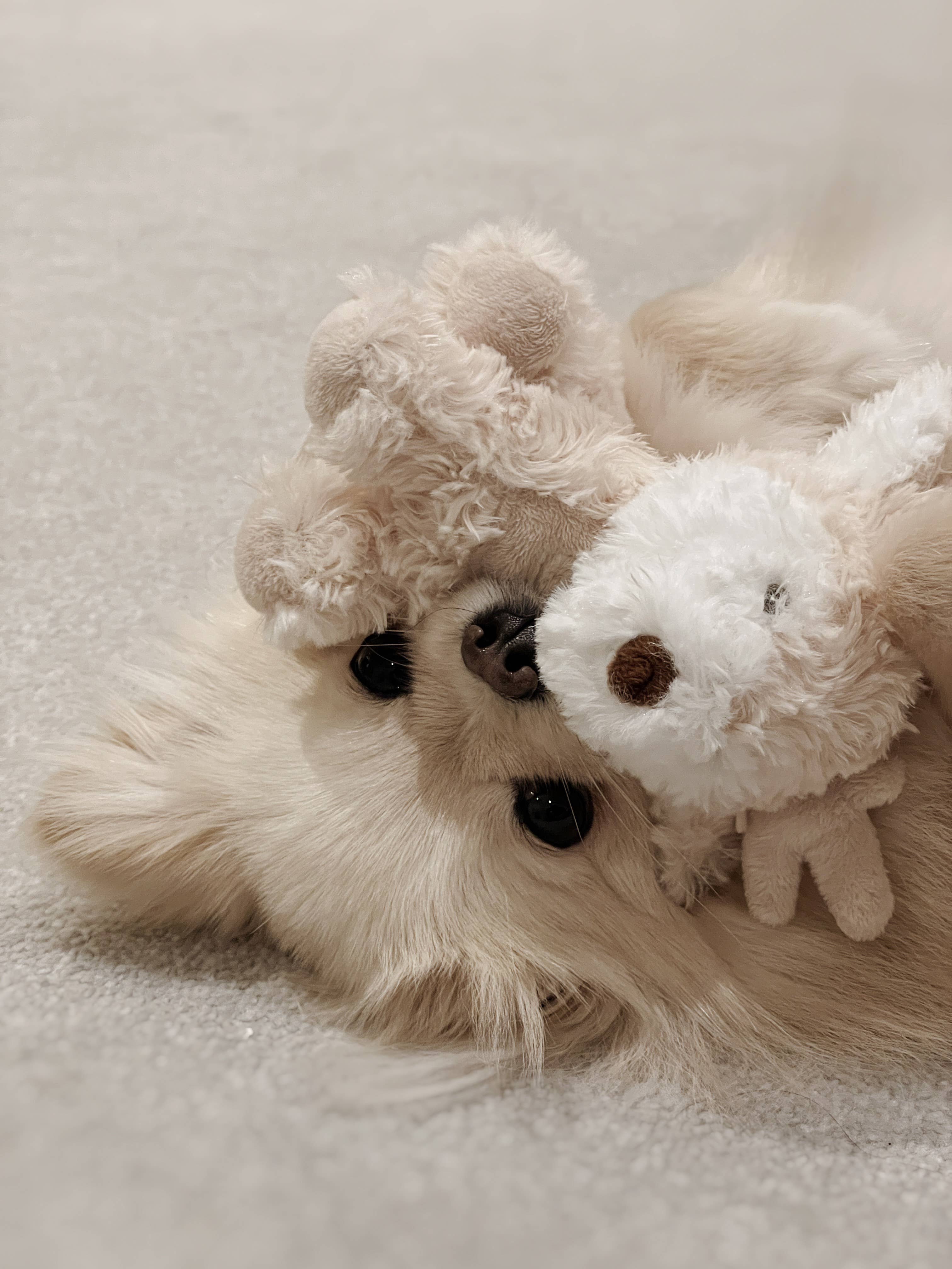 Fur Elise Pets - Wholesale Pet Plush Toy - Dog - Koko Mini Plushie8