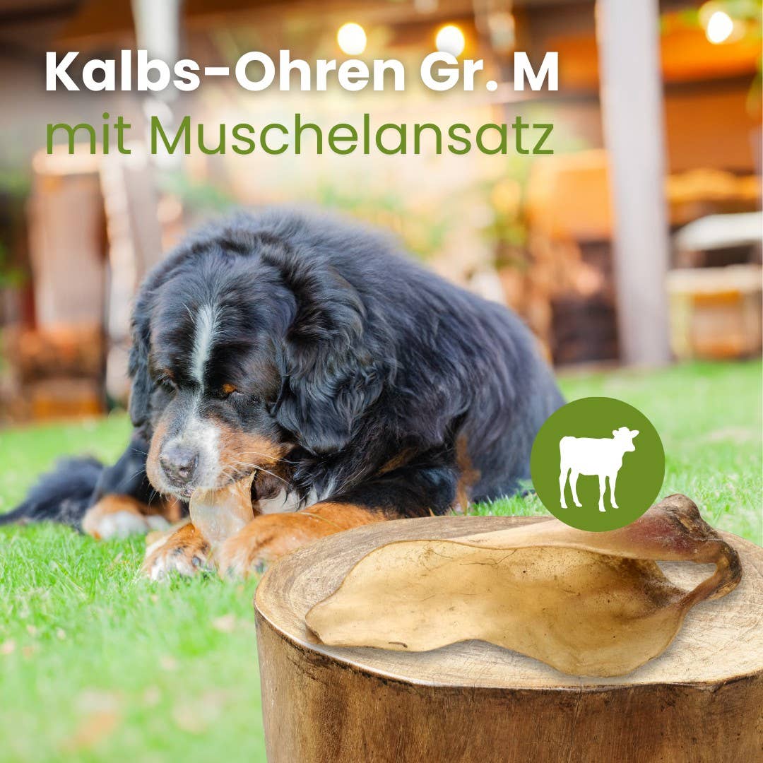 Kauartikel.com GmbH - Wholesale Pet Bone/Rawhide - Dog - Calf ears size M with shell base2
