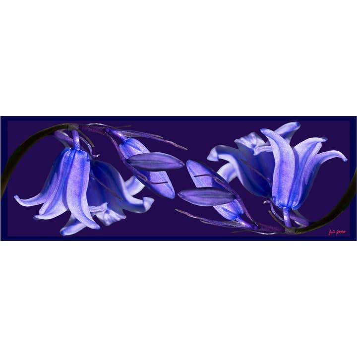 Blaue Glocken für den Großhandel von Obscura Designs