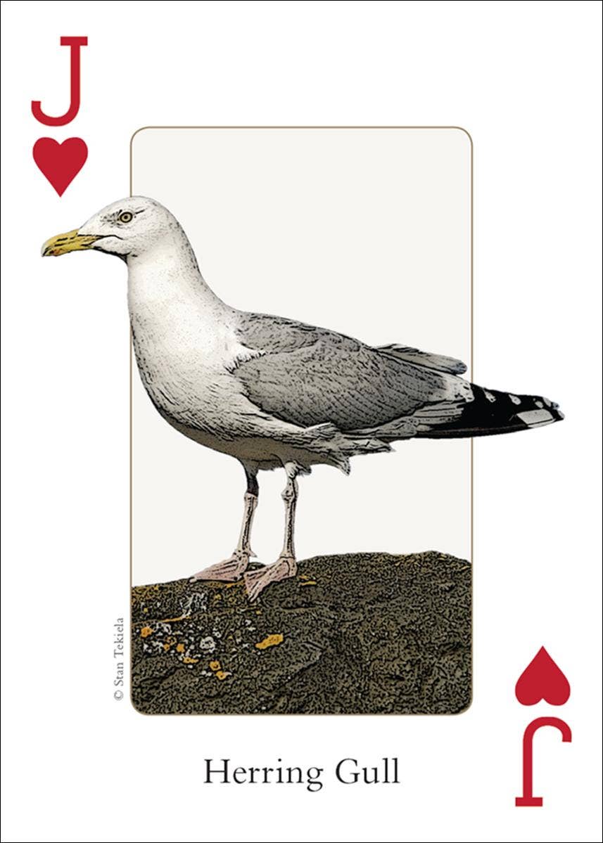 AdventureKEEN - Wholesale Playing Cards - Birds of Northwest Playing Cards3