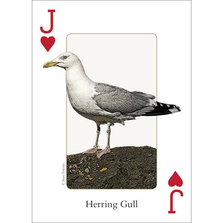 AdventureKEEN - Vente Jeu de cartes - Cartes à jouer Oiseaux du Nord-Ouest3