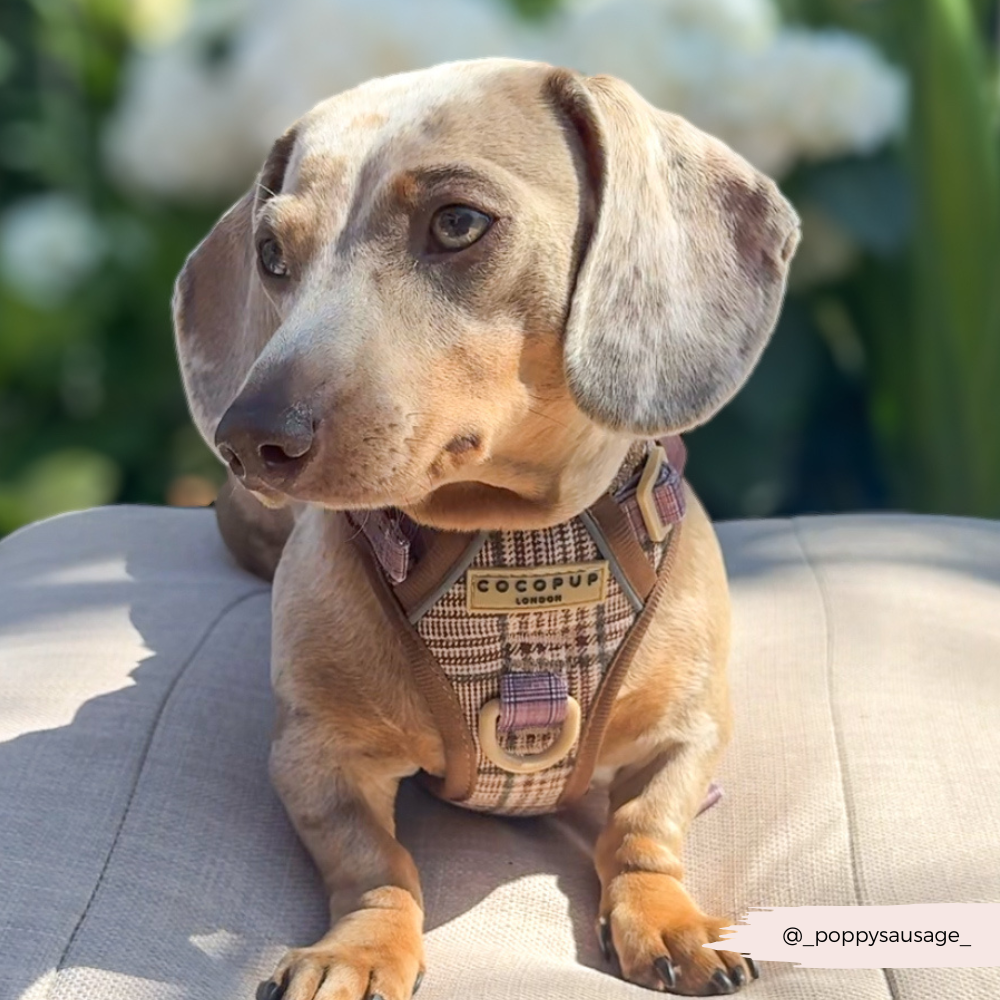 Cocopup London – wholesale Pet harness – Dog – Explore Harness - Pup Plaid5