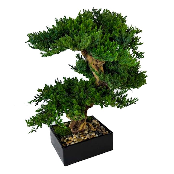 Forever Green Art - Wholesale Artificial Plant - Preserved Triple Monterey Bonsai 0