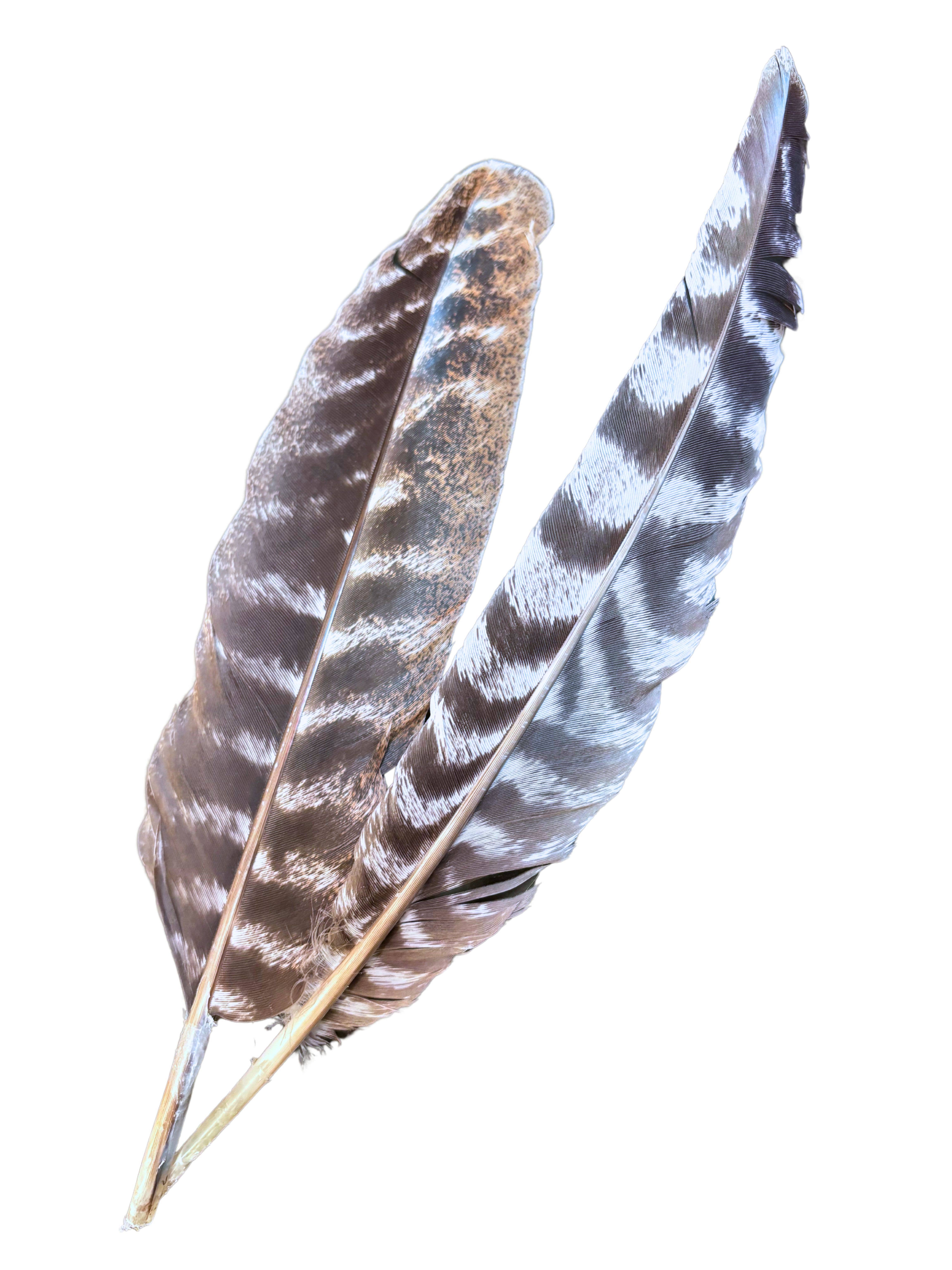 Casa Plant Club - Wholesale Meditation Supplies - American Turkey Feather