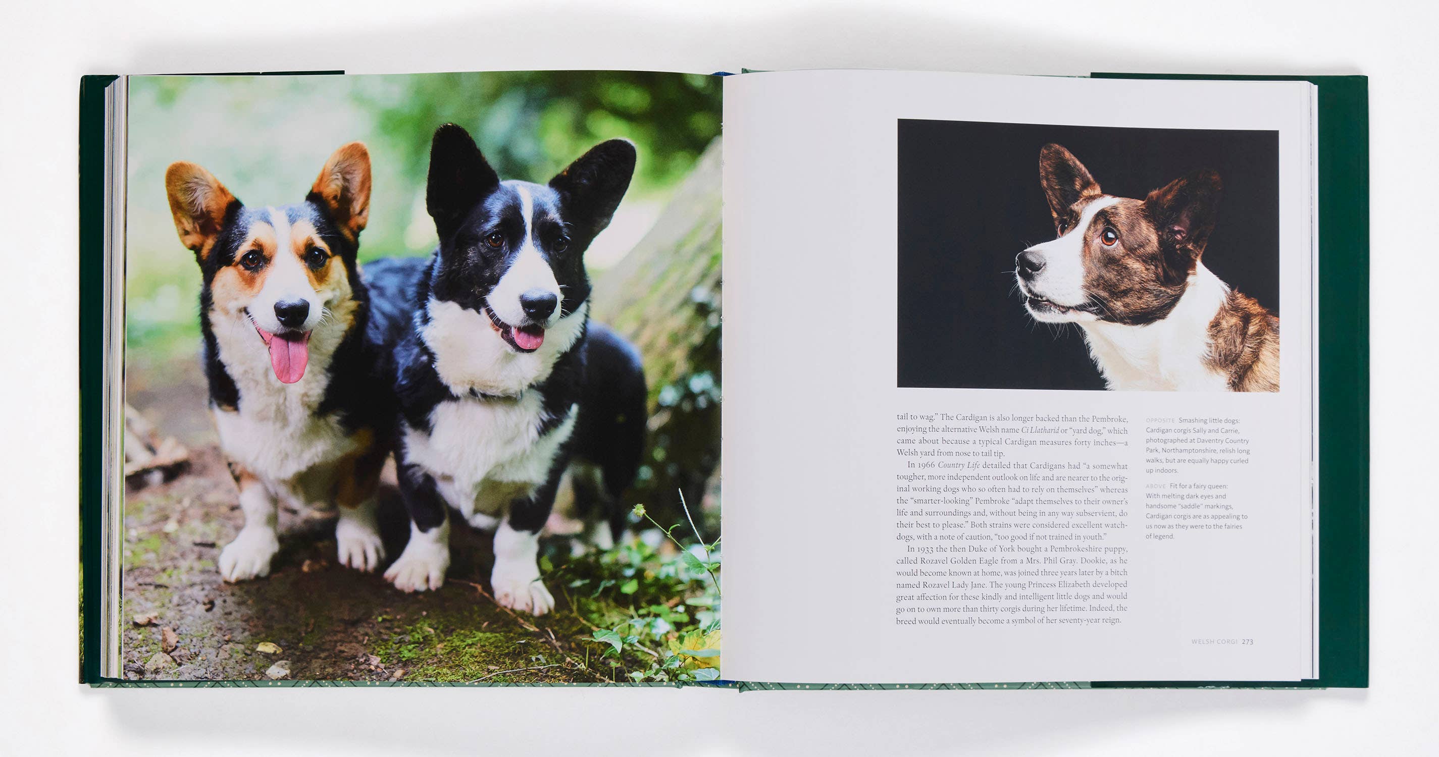 Penguin Random House LLC - Wholesale Pets - Country Life's Book Of Dogs2