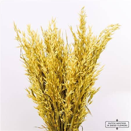 Dutch Flower Studio - Wholesale Dried/Pressed Flowers - Avena - oat grass - 70 cm - dried flowers10