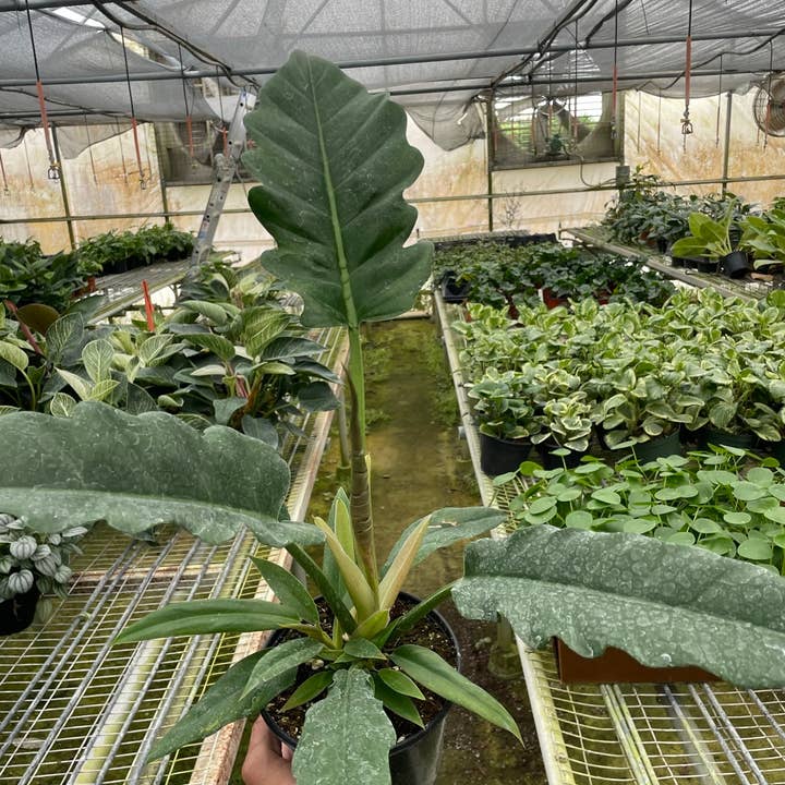 House Plant Wholesale - Wholesale Live Plant - Philodendron ‘Jungle Boogie’ - 6" Pot