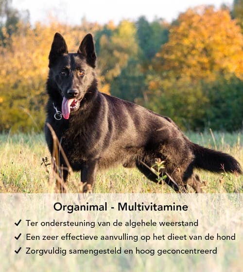 Organimal – Großhandel Nahrungsergänzungsmittel für Haustiere – Hund – Organimal Multivitamin für Hunde (bis 30 kg) – 45 Tabletten à 700 mg2