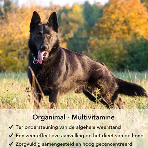 Organimal – Großhandel Nahrungsergänzungsmittel für Haustiere – Hund – Organimal Multivitamin für Hunde (bis 30 kg) – 45 Tabletten à 700 mg2