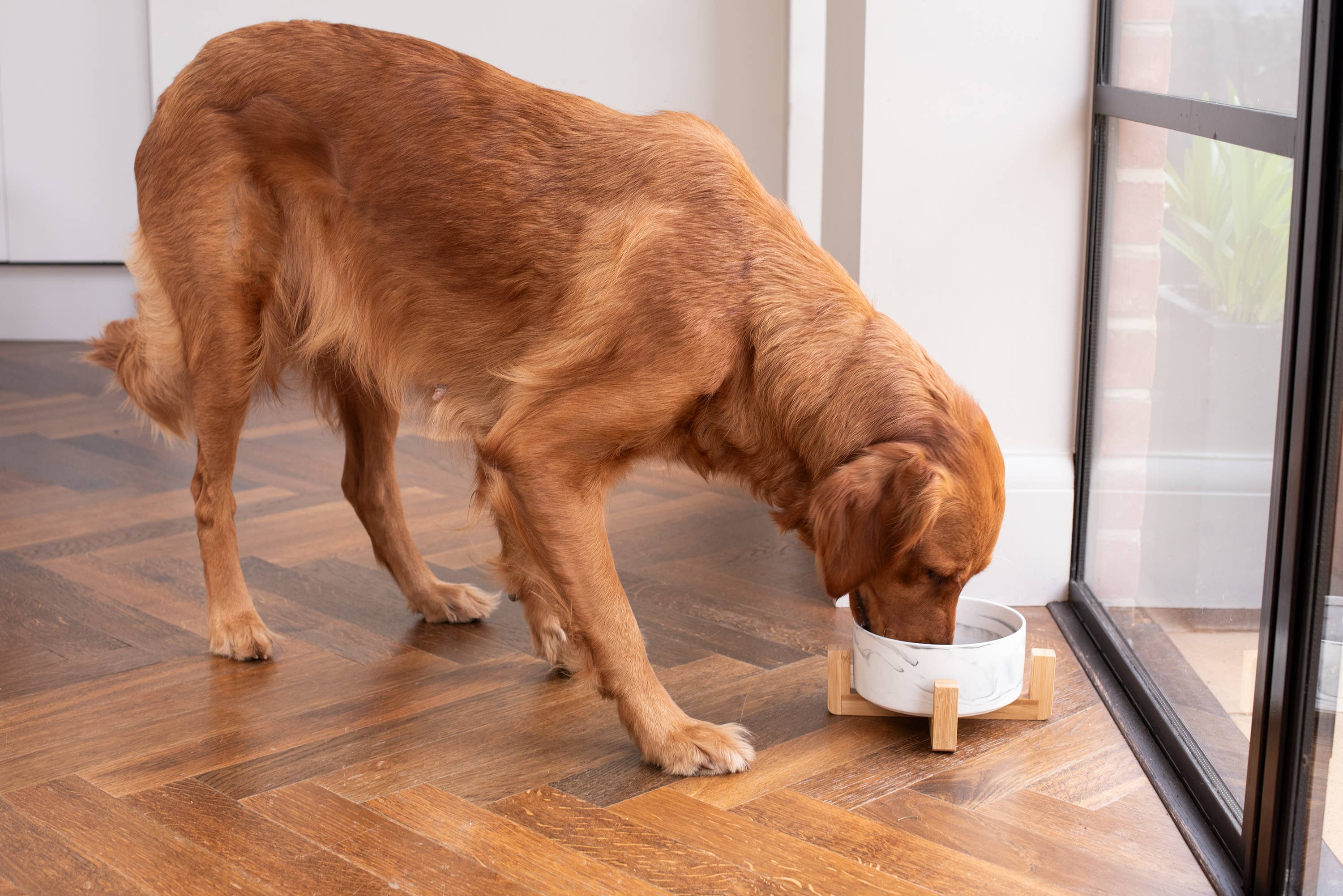 Pet Wiz – wholesale Husdjursskål - Katt och hund – Keramisk skål med bambuställning för hundar och katter – 7 färger12