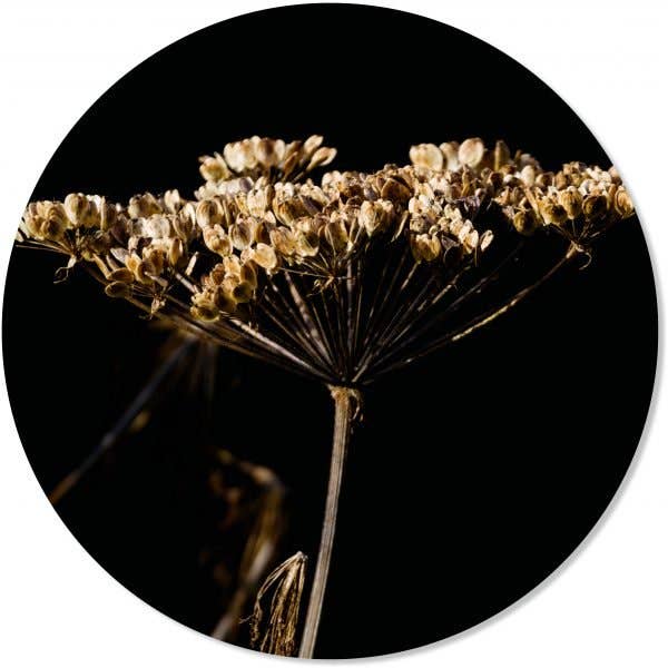 Indisk Rabarber Väggcirkel för wholesale av GM decoratie