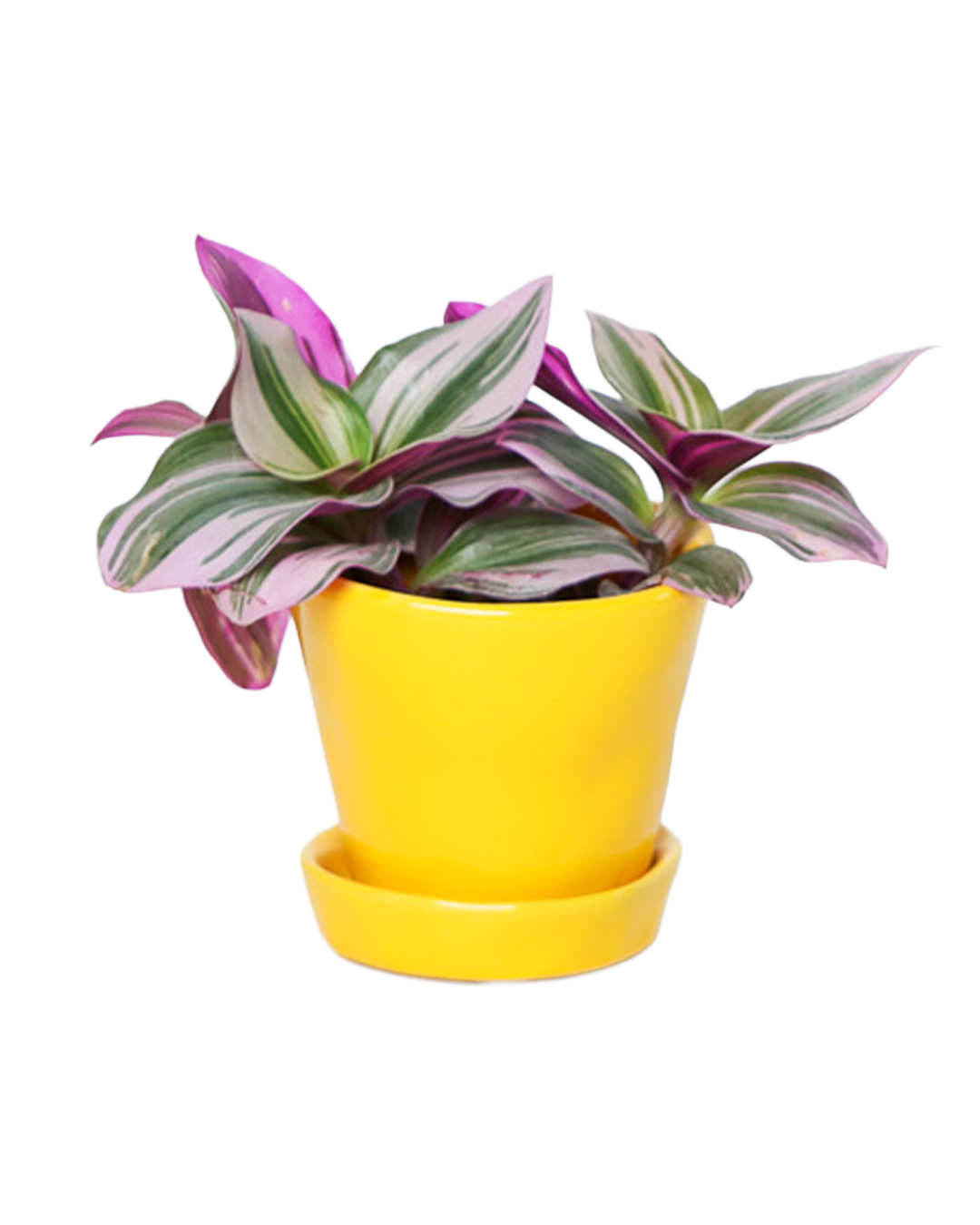 Chive - Wholesale Plant Pot - Tika Ceramic Pots With Saucer And Drainage Hole - 3"20
