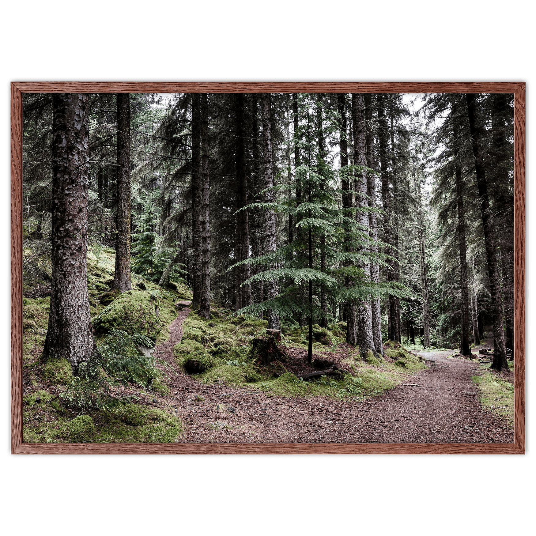 Foto Factory - Vente Affiche d'art - Affiche de forêt près du lac Loch Ness en Écosse0