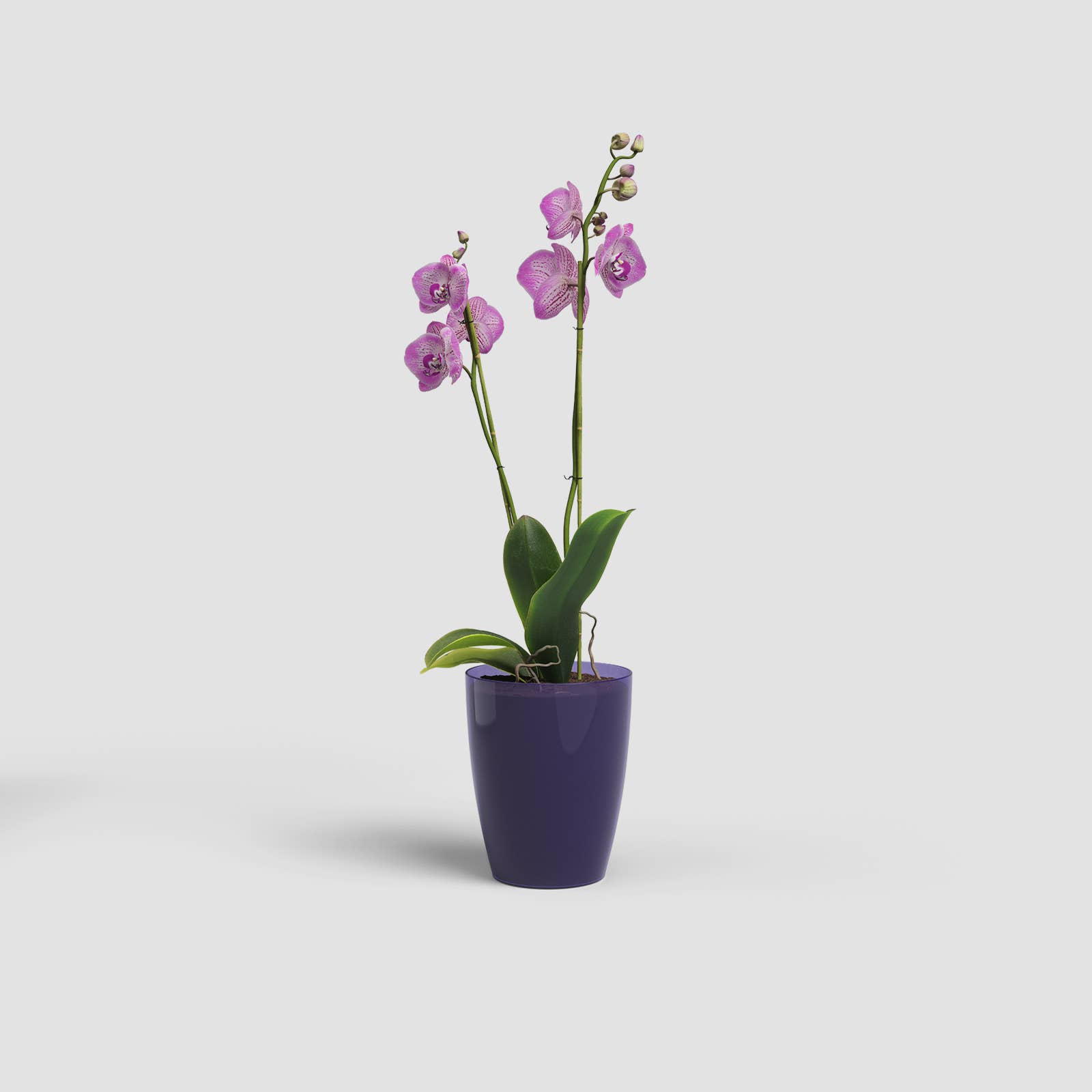 ARTEVASI, SA - Wholesale Vase - Plastic orchid pot3