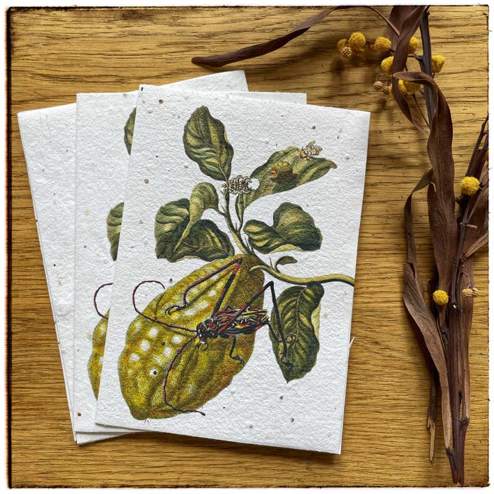 Maria Sibylla Merian postcard on seed paper for wholesale by Lara Coutihno
