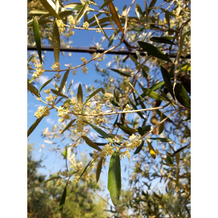 Terradiva Azienda Agricola Biologica - Vendita all'ingrosso Olio d'oliva - CON BRIO - Premium olio evo bio - monocultivar Coratina