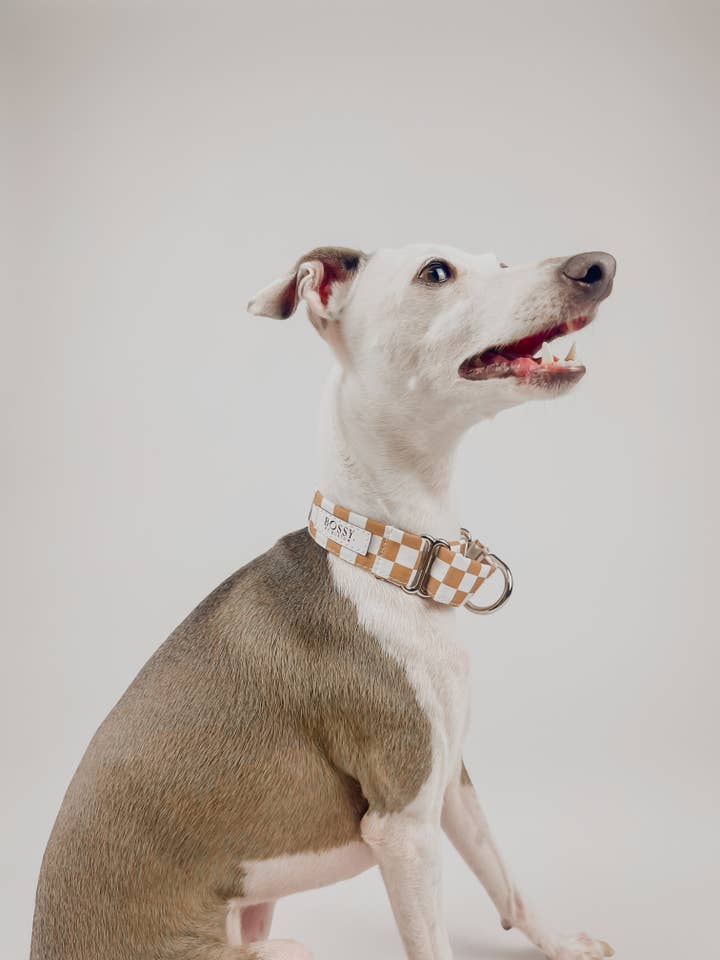 Desert - Martingale Dog Collar for wholesale by Bossy by Boston