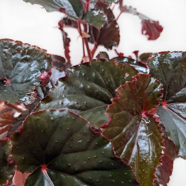 House Plant Wholesale - Wholesale Live Plant - Begonia 'Black Magic' - 6" Pot 1