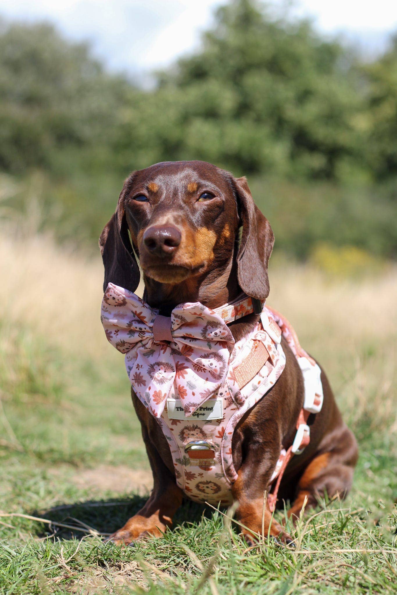 The Paw Print Boutique – wholesale Pet bow tie – Dog – Spike the Hedgehog Bow Tie2