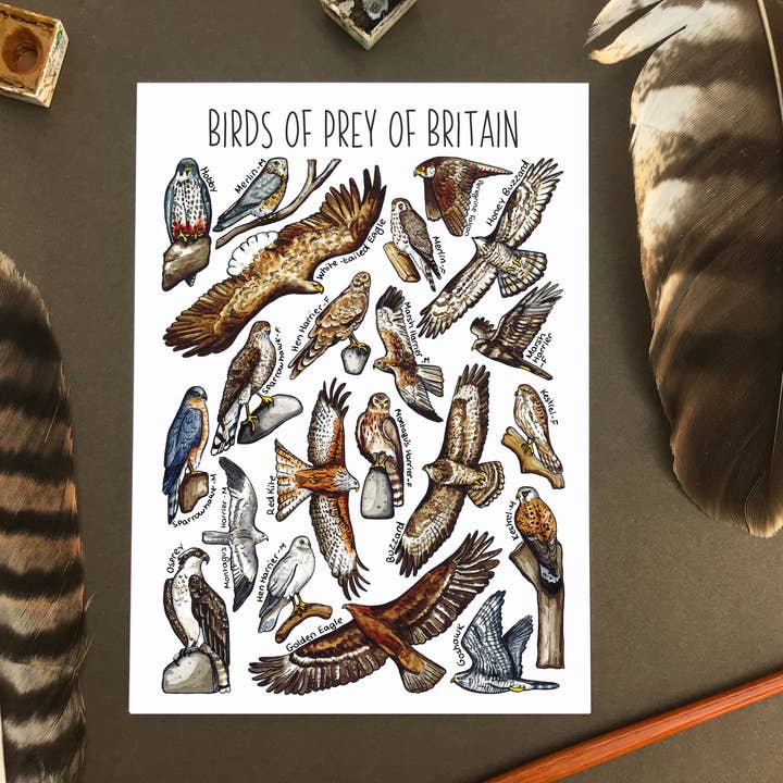 Carte postale vierge Birds of Prey of Britain pour la vente par Alexia Claire Ltd