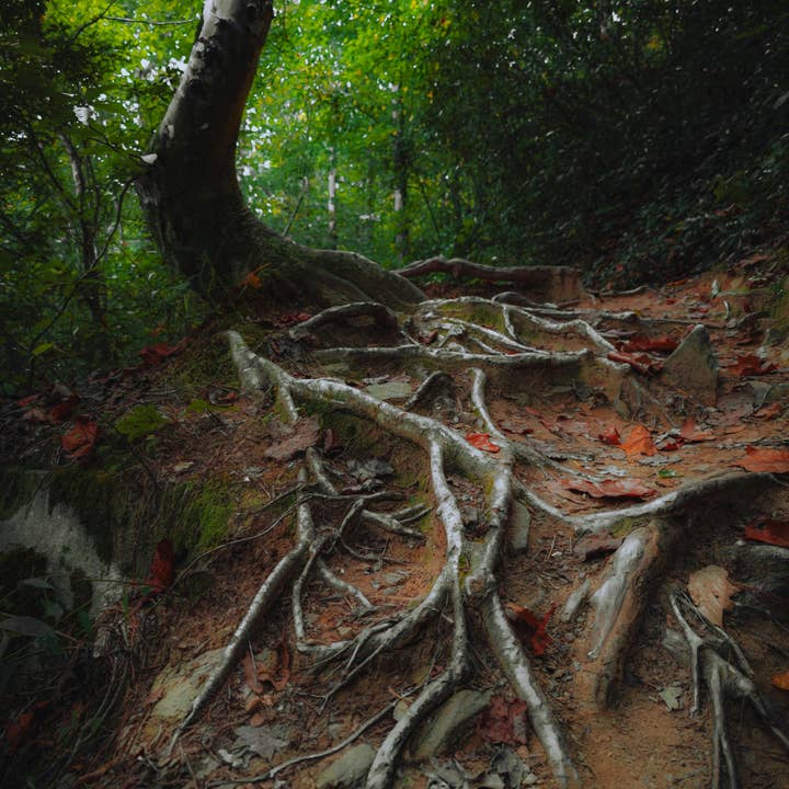 Fairywren Candle Company - Wholesale Travel candles - Mahogany & Oak - Travel Tin Candle 200g1