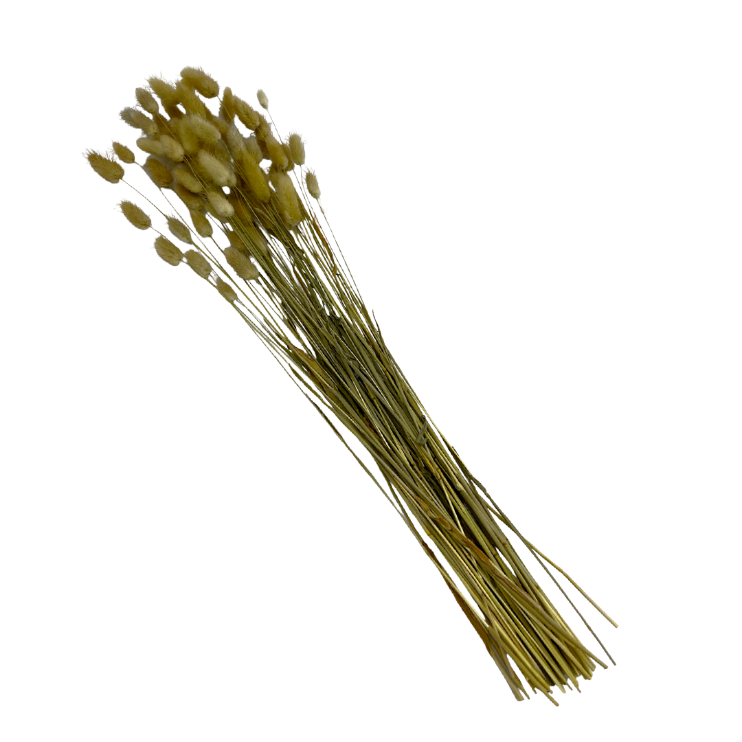 2626 Designs - Wholesale Dried/Pressed Flowers - Bunch Dried Bunny Tails Grass-20-24"  apx 1 oz17