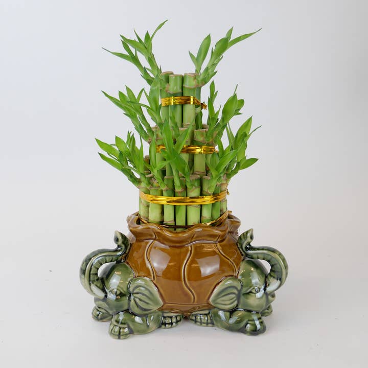 Tour de bambou porte-bonheur à 3 niveaux - Grand pour la vente par Northwest Orchids