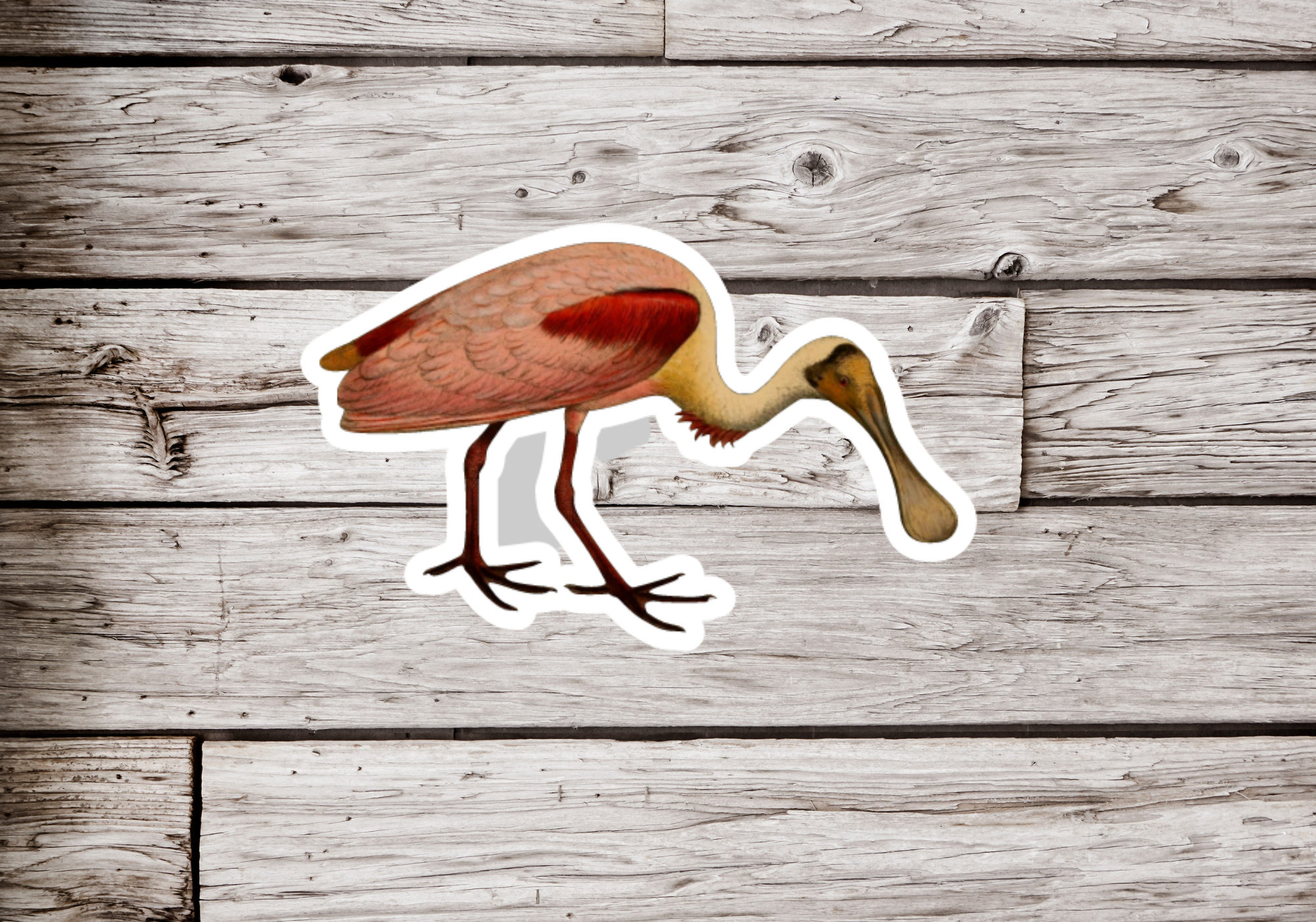 NatureCuts - Wholesale Sticker - Spoonbill Sticker, Bird Sticker, Ornithology Sticker0
