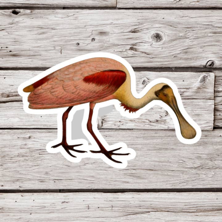 NatureCuts – Adesivo por atacado – Adesivo Colher, Adesivo de Pássaro, Adesivo de Ornitologia0