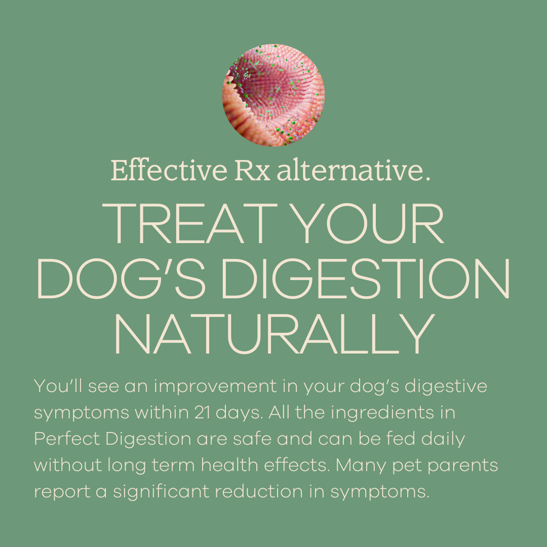 Yumwoof Natural Pet Food - Wholesale Pet Supplement - Dog - Perfect Digestion 1