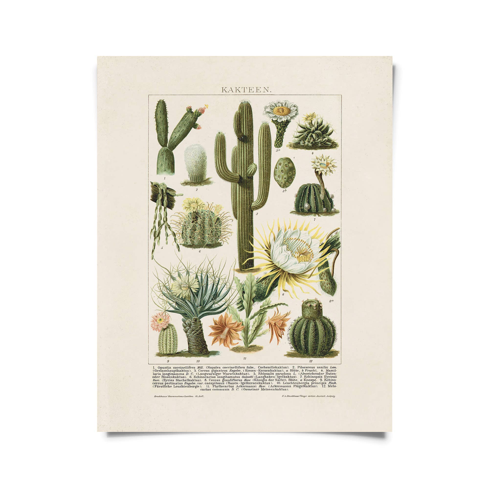 Curious Prints - Wholesale Art Print - Vintage Botanical Cactus Kakteen 2 Print w/ optional frame2