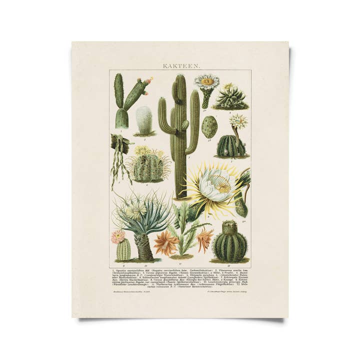 Curious Prints - Wholesale Art Print - Vintage Botanical Cactus Kakteen 2 Print w/ optional frame2