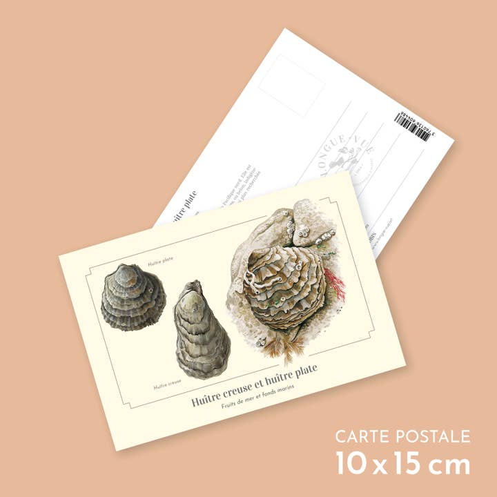 Hollow oyster and flat oyster - Postcard for wholesale by Longue-vue