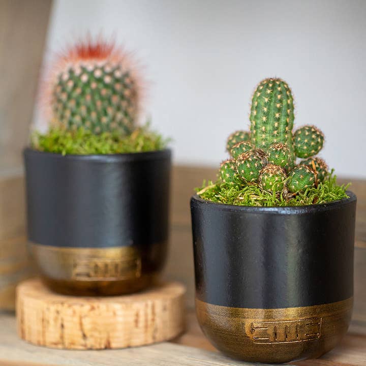 British Grown Cactus in Ceramic Pot for Indoor Décor 🌵 for wholesale by The Little Botanical