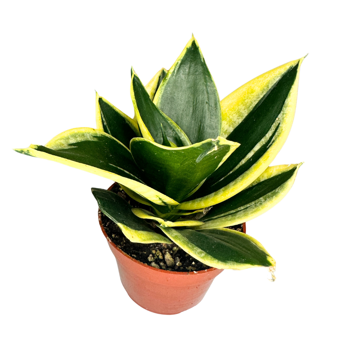 Flow State - Wholesale Live Plant - 4" Sansevieria Star Power Assorted (Sansevieria trifasciata)2