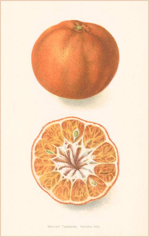 Found Image Press - Wholesale Art Print - Art Print FR-140 Orange, Interior and Exterior0