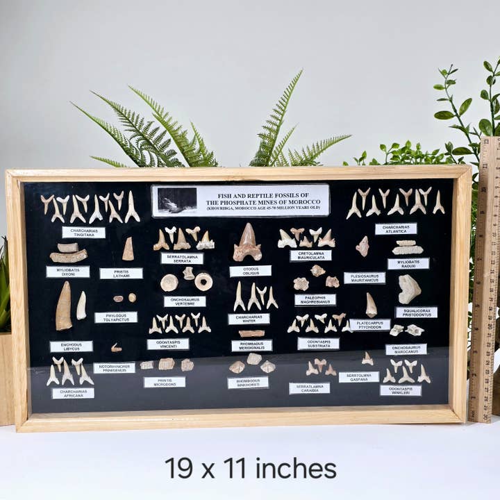 Rock Paradise - Wholesale Wall Accent - Fossil Shark Teeth Collection - Framed Wooden Display from Morocco - You Choose Size1