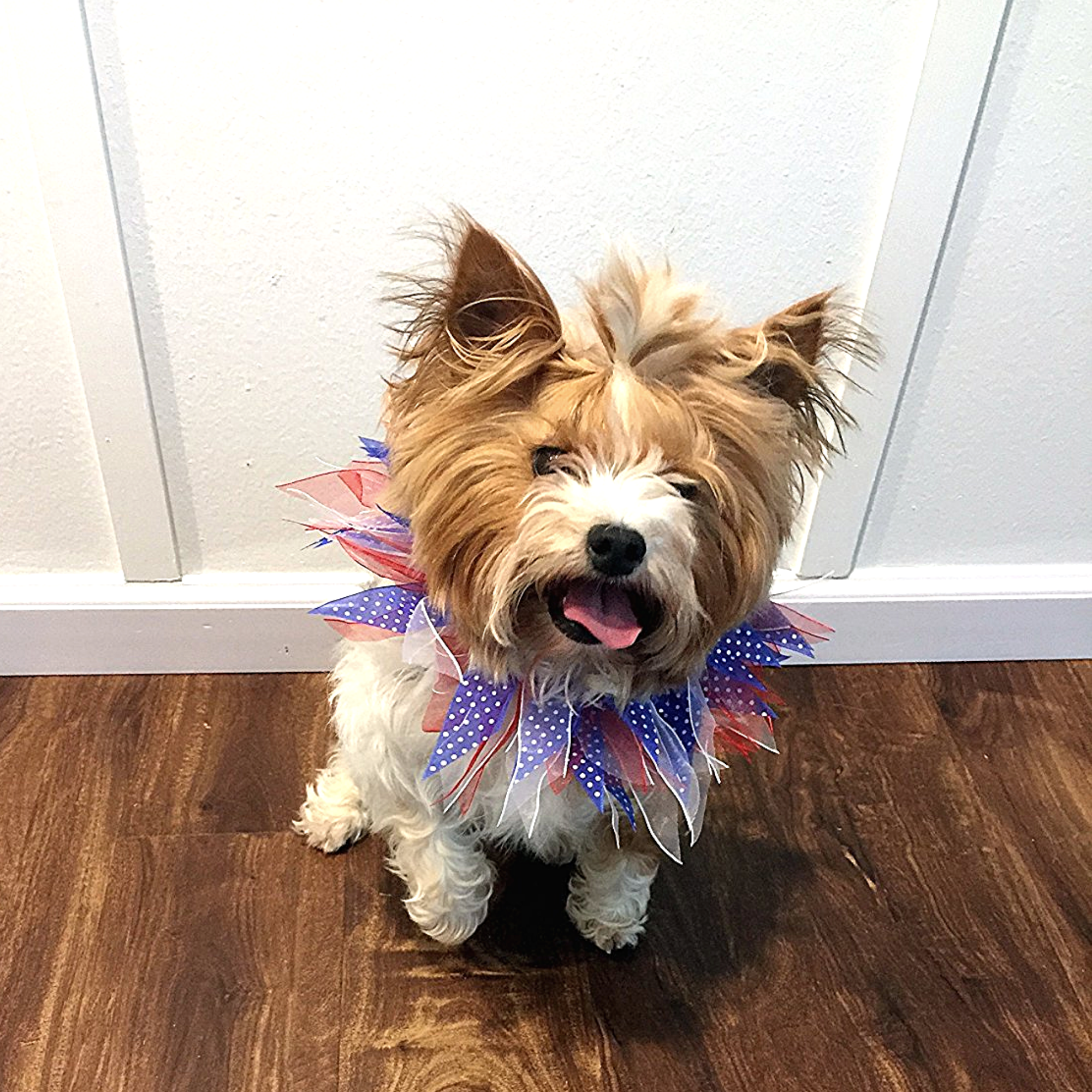 Midlee Designs - Wholesale Pet Collar - Dog - Midlee Patriotic Dots 4th of July Decorative Dog Collar3