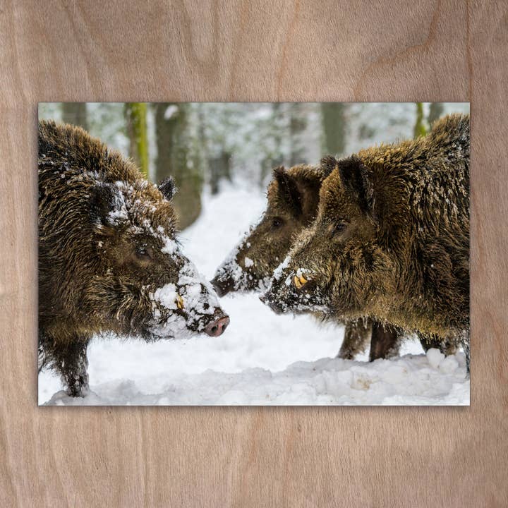 eye-comm – Großhandel Postkarten – Postkarte Eye0291 Wildschweine Eber Schnee Schweine