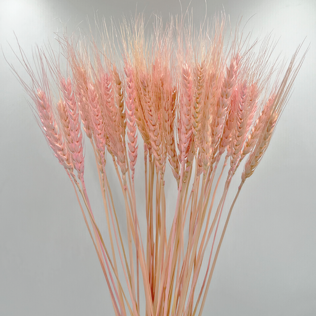 2626 Designs – wholesale Torkade/pressade blommor – Torkat vete, 50 st, cirka 61 cm långt10