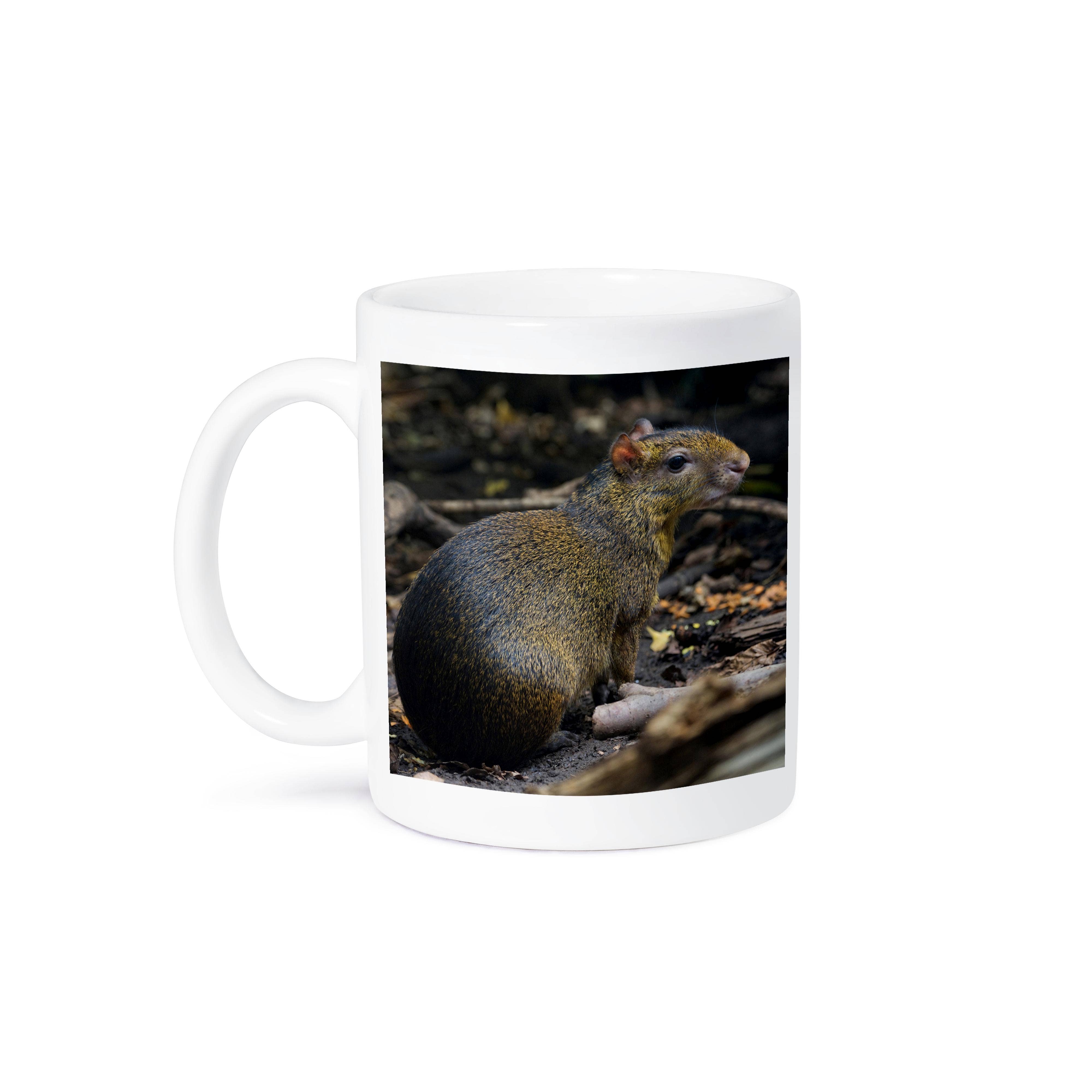 3dRose - Wholesale Coffee Mug - 3dRose, Central American Agouti, Costa Rica - SA22 AMR0002 - Andres Morya Hinojosa, Mug8