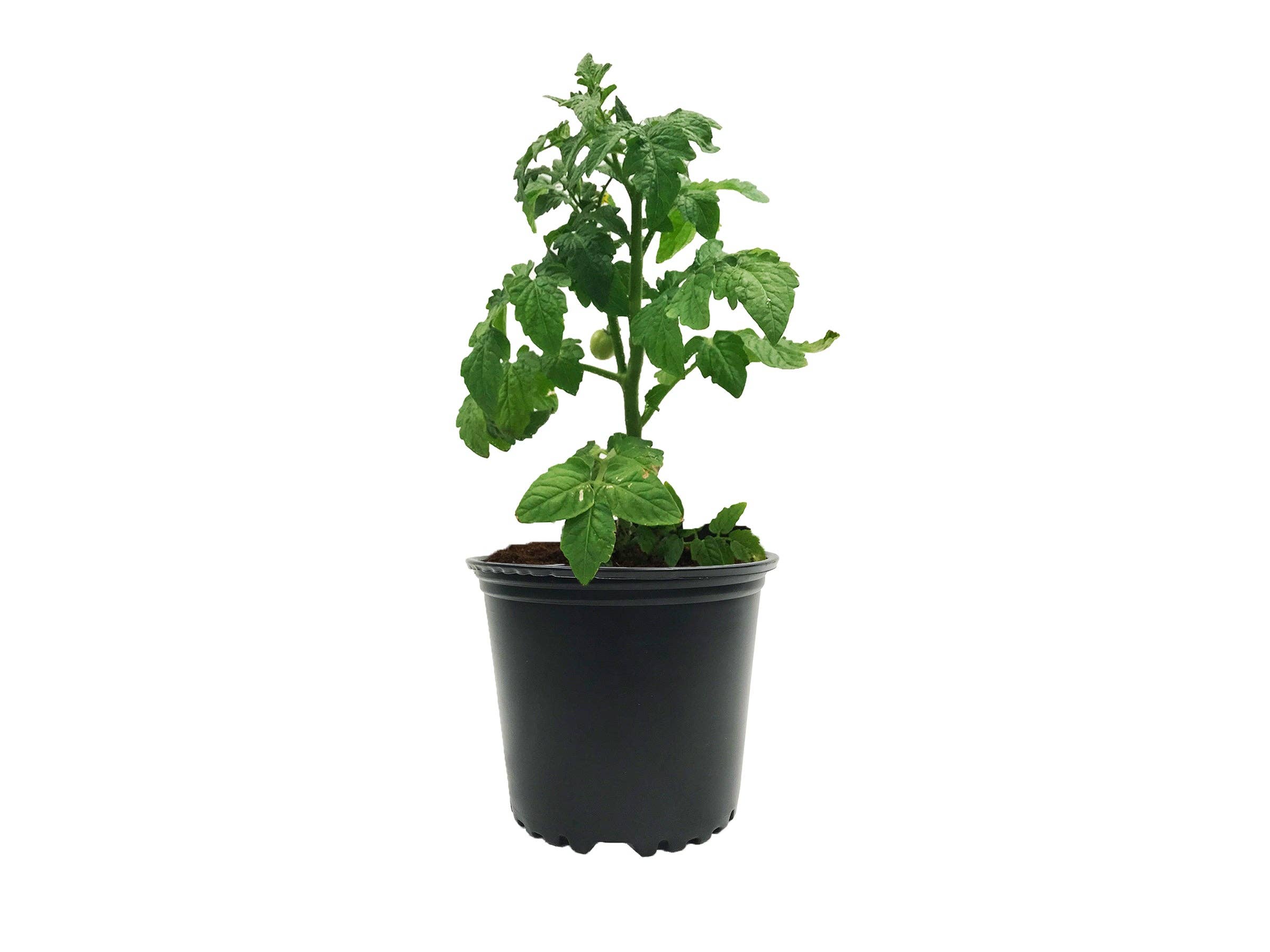 Viagrow - Wholesale Plant pot - Viagrow 1 Gallon Nursery Pot (EA)6