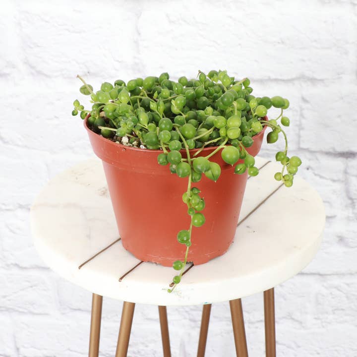 Thorsen's Greenhouse - Wholesale Live Plant - String of Pearls Plant - 4" Live Plant3