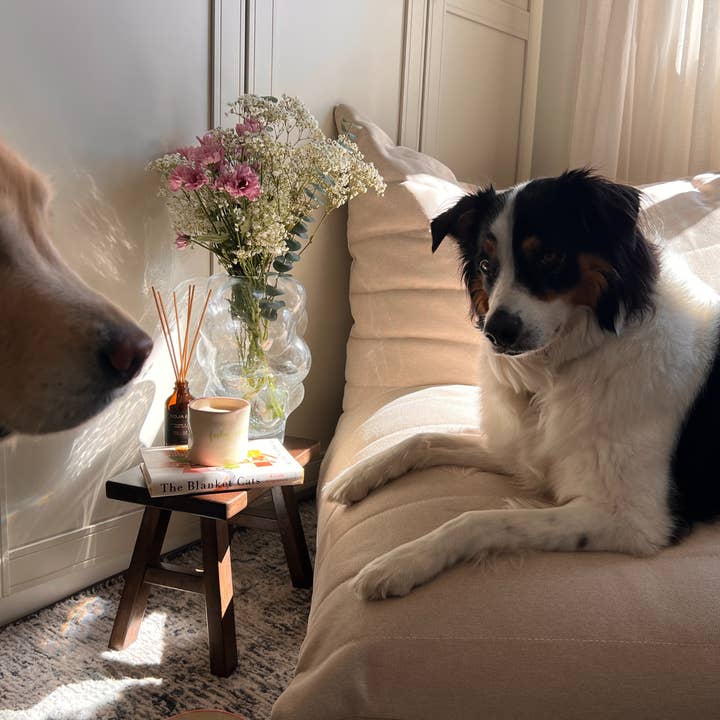 Peachy Dogs – wholesale Pet bowl – Cat/dog – Dog Bowl x Monokiini2