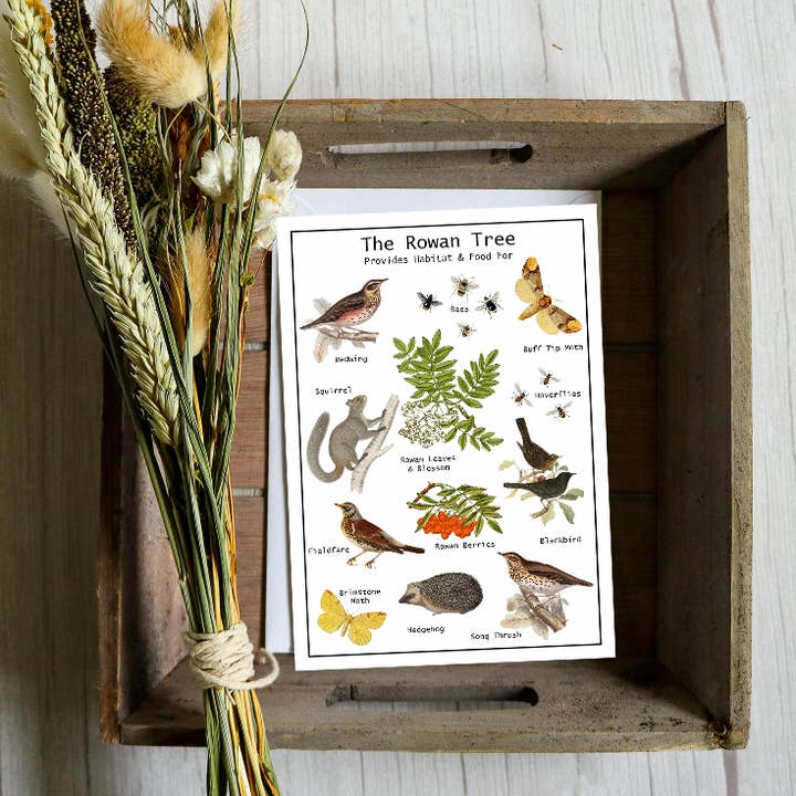 Rowan Tree Seed Card for wholesale by Seeds with Love