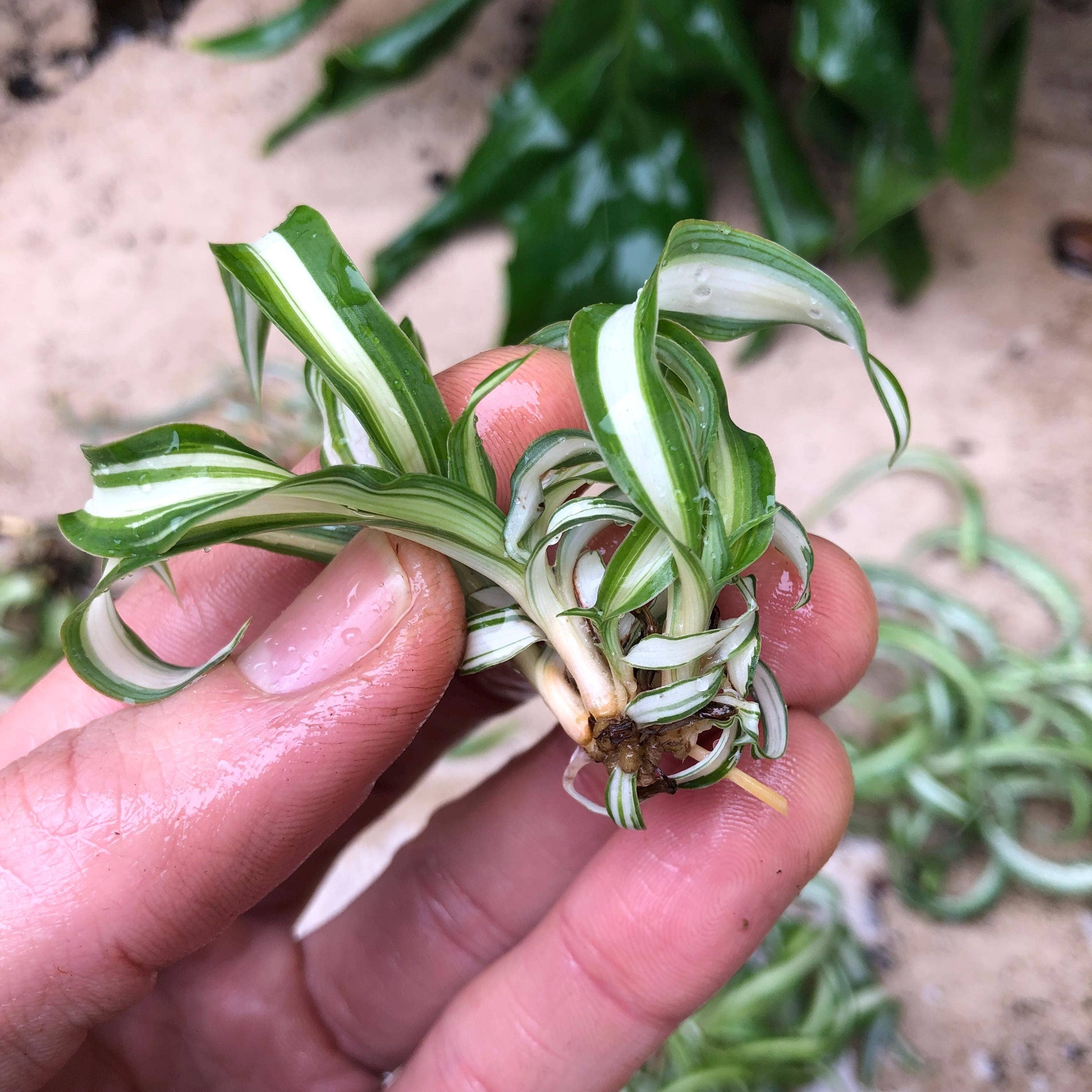 Wildheart Crystals – wholesale Levande växt – Lockig Bonnie spindelväxt - Luftrenande krukväxt för barnrum6