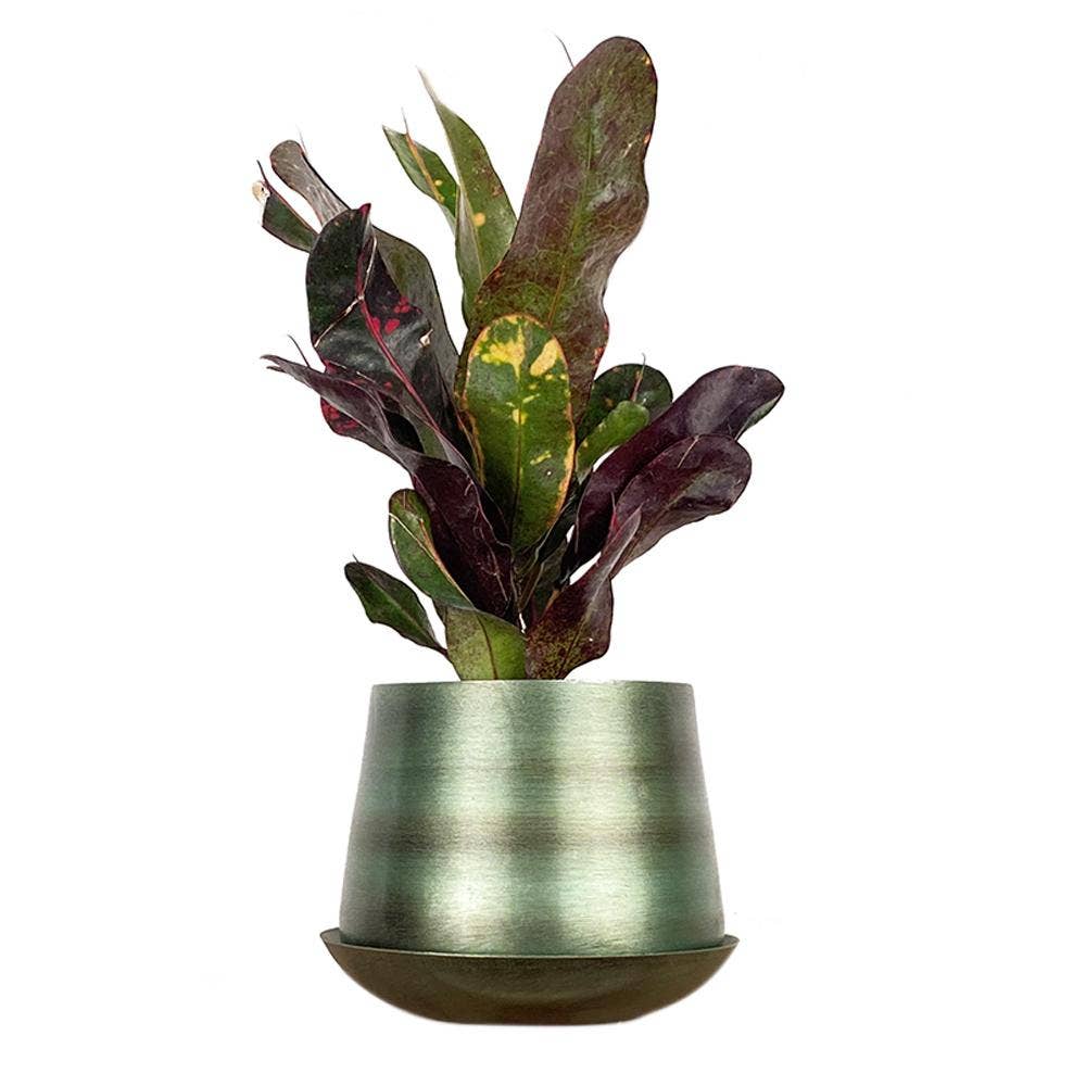 Chive - Wholesale Plant Pot - Joe Metal Flower Pots And Planters With Drainage Hole Saucer13