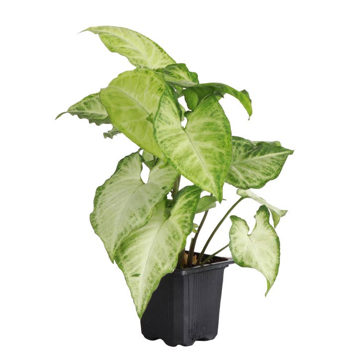 Thorsen's Greenhouse - Wholesale Live Plant - Assorted Butterfly Syngonium - Live Plant