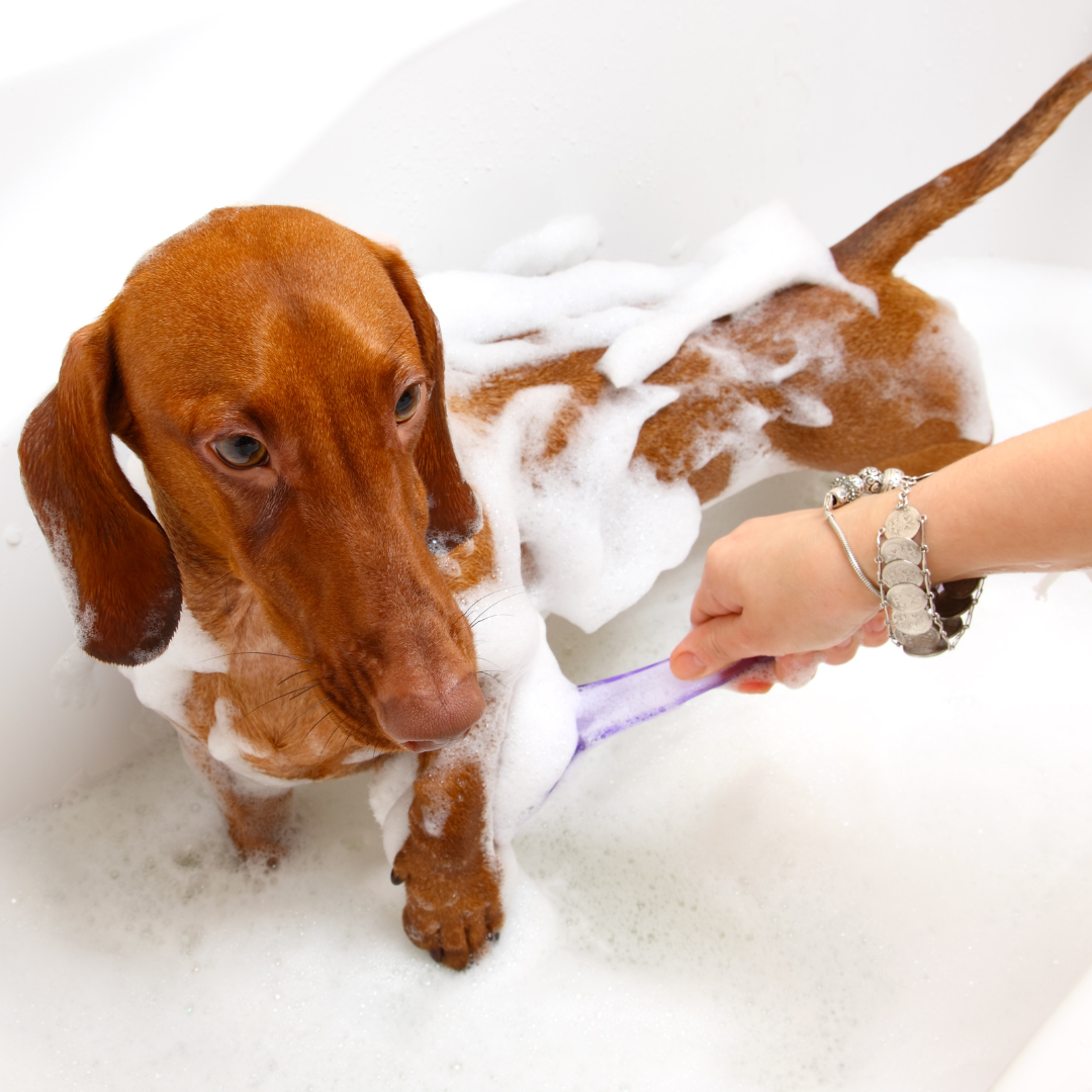 Masco Beauty - Wholesale Pet Shampoo - Dog - Short hair dog shampoo for teckels4