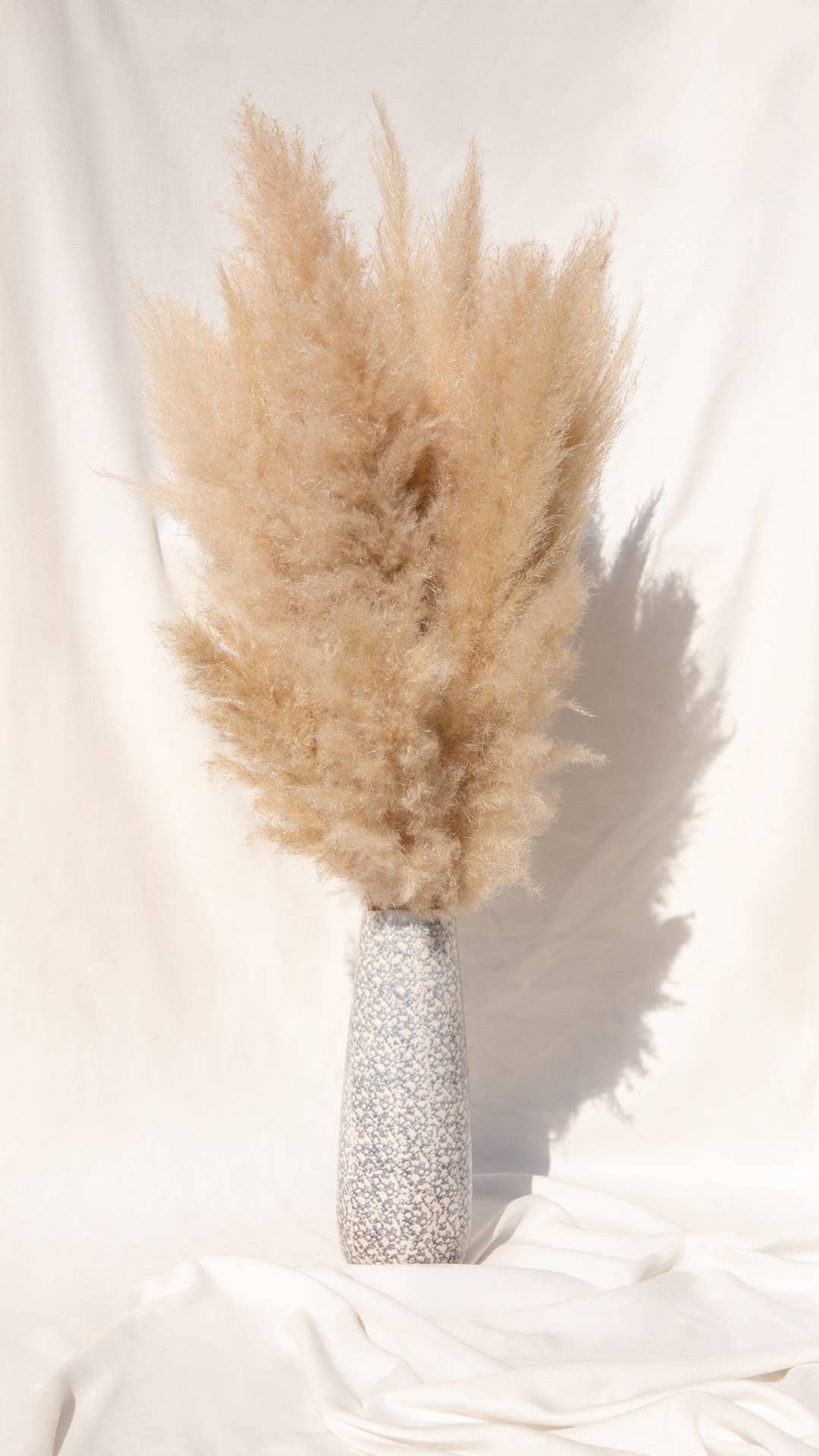 My pampa blooming - Wholesale Dried/Pressed Flowers - Fluffy Natural Dried Pampas Grass (Natural Color) - size M1